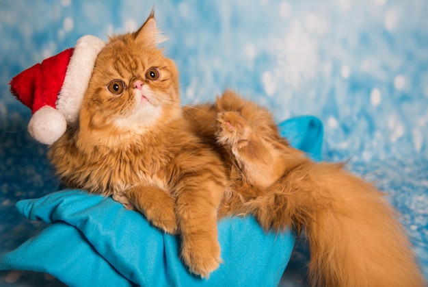 Gatto arrabbiato in cappello rosso di babbo natale a natale