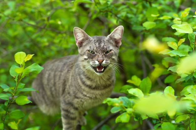 Gatto arrabbiato sull'albero