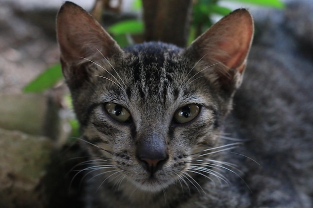 gatto asiatico che guarda l'obbiettivo con la faccia seria.