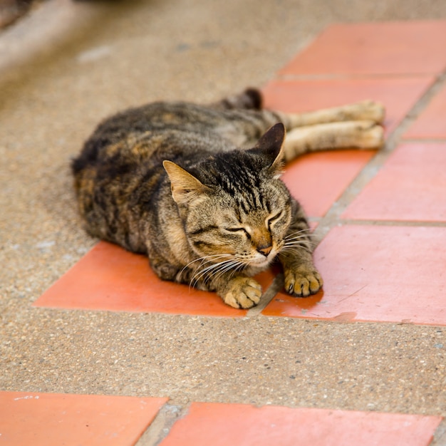 Gatto assonnato da vicino