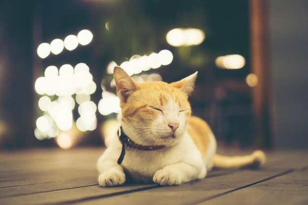 gatto assonnato su terreno di legno