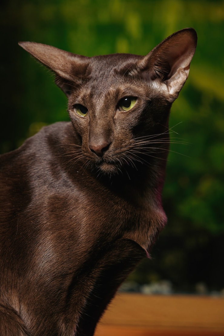 Foto gatto avana orientale a pelo corto con mantello color cioccolato.