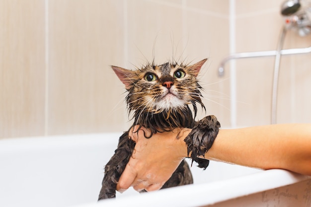 Gatto bagnato e soffice in bagno. Su uno sfondo bianco