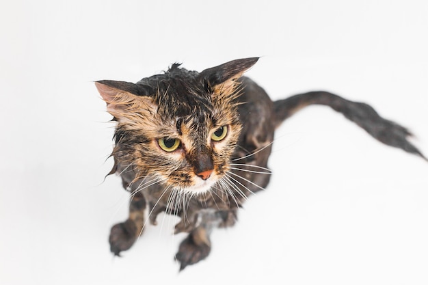 Gatto bagnato e soffice in bagno. Su uno sfondo bianco