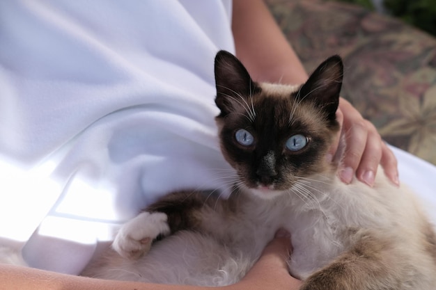 gatto balinese sdraiato su mani umane soffice gatto con gli occhi azzurri gatto di razza orientale che si rilassa alla luce del sole Adozione di animali domestici e concetto di clinica veterinaria mano di un adolescente che tiene un gatto amicizia per animali domestici