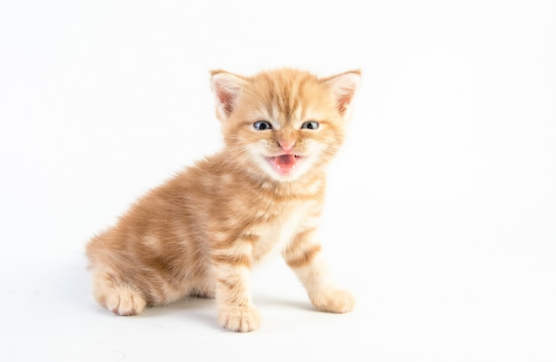 Gatto bambino tabby Kitten Cute