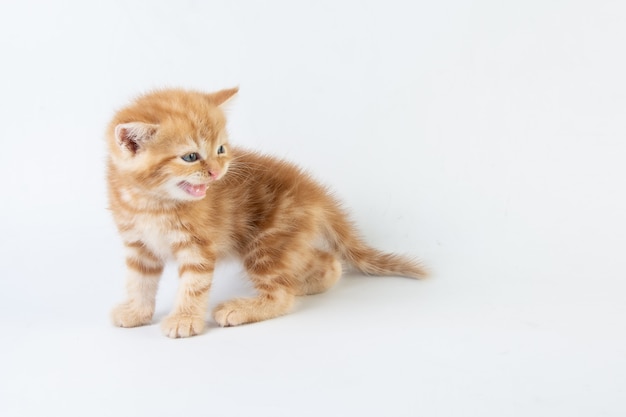 Gatto bambino tabby Kitten Cute