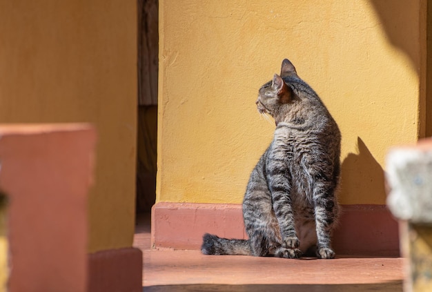 Gatto bellissimo gatto a strisce che fa il bagno al sole del mattino messa a fuoco selettiva della luce naturale