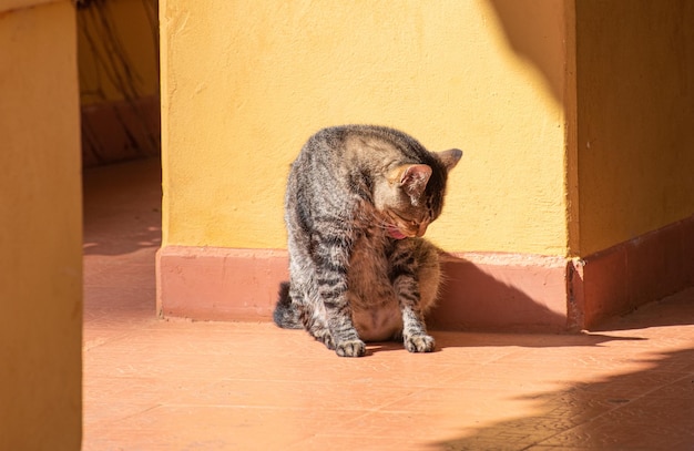 Gatto bellissimo gatto a strisce che fa il bagno al sole del mattino messa a fuoco selettiva della luce naturale