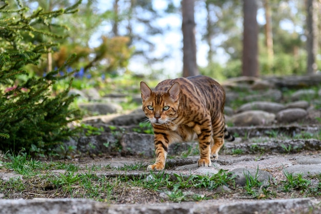 Gatto bengala adulto sullo sfondo della natura all'aperto nell'ora legale.