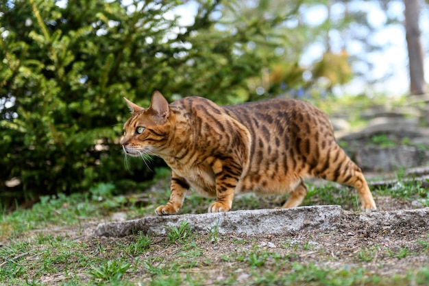 Gatto bengala adulto sullo sfondo della natura all'aperto nell'ora legale.