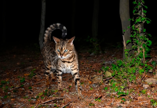 gatto bengala che cammina in una foresta di notte