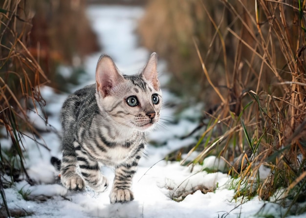 gatto bengala davanti a sfondo invernale