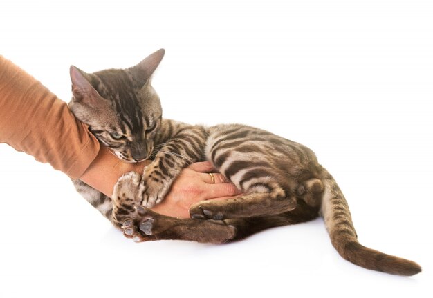 gatto bengala in studio