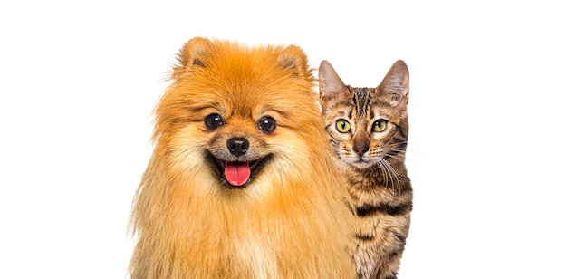 Gatto bengala marrone e cane rosso Pomerania ansimante con felice espressione insieme su sfondo bianco banner incorniciato guardando la telecamera