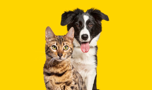 Gatto bengala marrone e un cane border collie ansimante con espressione felice su giallo che guarda l'obbiettivo