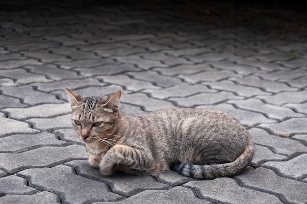 Gatto bengala tabby sul pavimentomarrone Gatto carino gatto giocoso rilassante vacanza selettiva fuoco