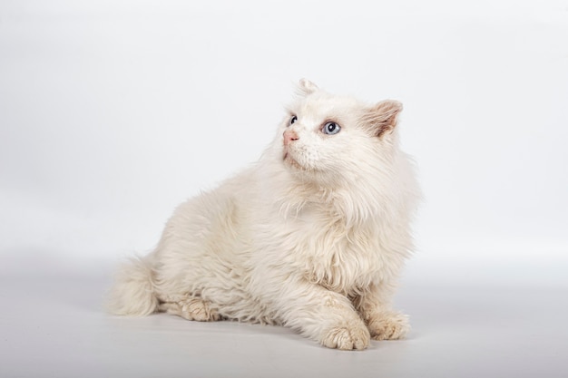 Gatto bianco adorabile per adozione su priorità bassa bianca con lo spazio della copia.