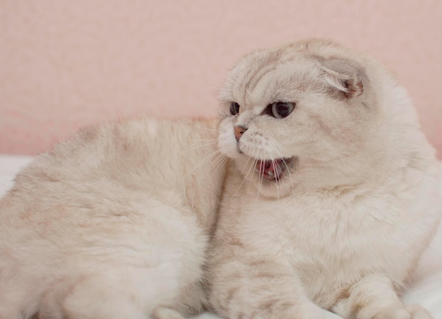 Gatto bianco aggressivo e arrabbiato all'interno della casa. Un gatto domestico si arrabbia e ringhia. Messa a fuoco selettiva.