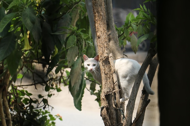 Gatto bianco appollaiato su un albero