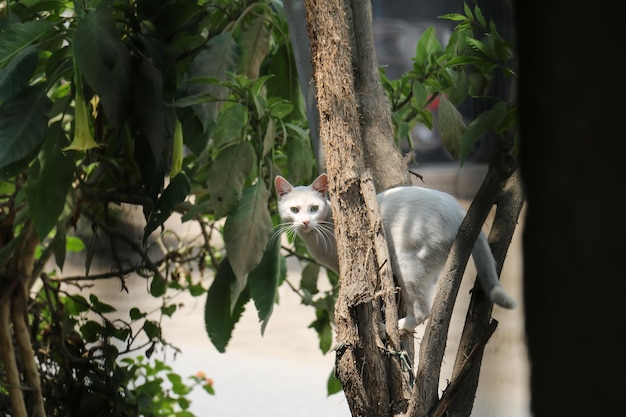 Gatto bianco appollaiato su un albero