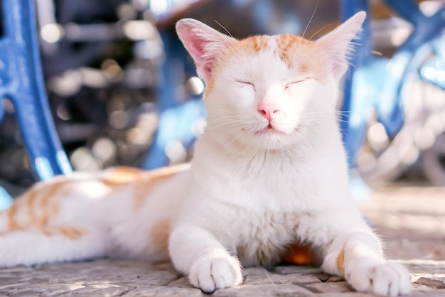 Gatto bianco che dorme e si rilassa su sfondo sfocato