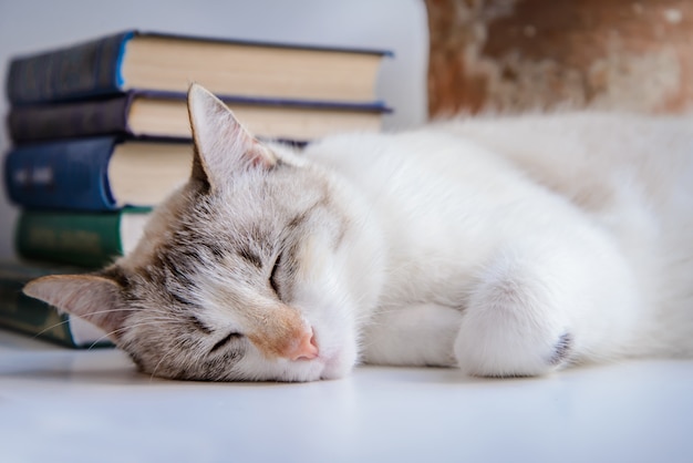 Gatto bianco che dorme sul davanzale della finestra