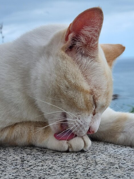 Gatto bianco che guarda il paesaggio