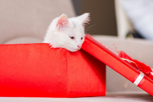 Gatto bianco come presente in scatola rossa