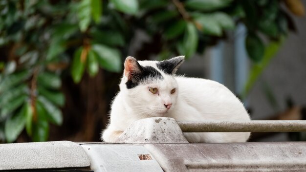 Gatto bianco con cautela randagio in strada in una città