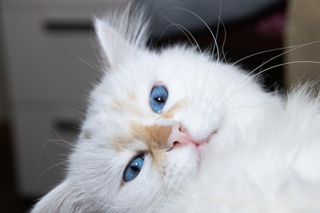 Gatto bianco con il ritratto del primo piano degli occhi azzurri