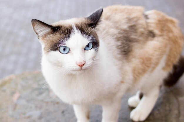 Gatto bianco con il ritratto del primo piano degli occhi azzurri