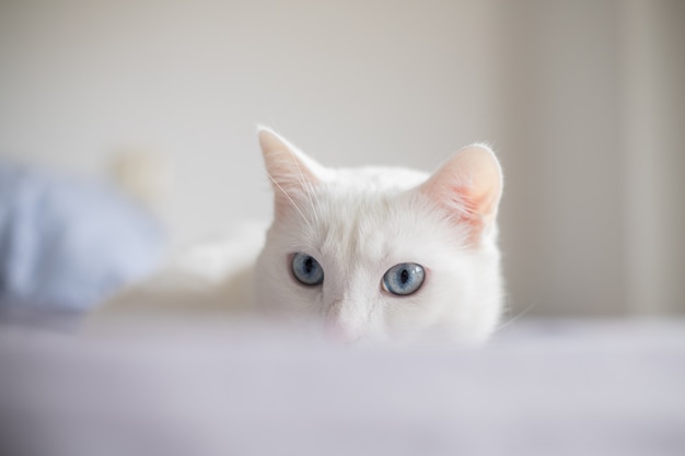 Gatto bianco con occhi azzurri dall&#39;aspetto intenso