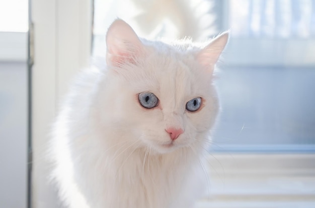 Gatto bianco con occhi azzurri di razza Angora siede sul davanzale Carino gatto bianco soffice che riposa vicino alla finestra