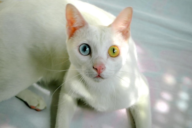 gatto bianco con occhi colorati