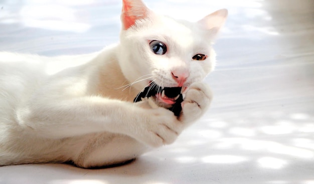 Gatto bianco con occhi di colore diverso con occhi blu e gialli Adorabili animali domestici