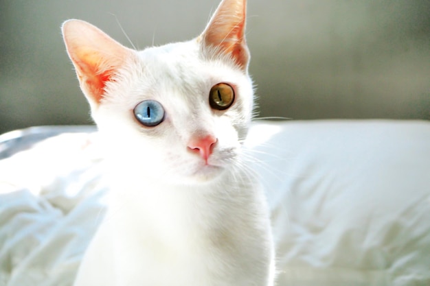 Gatto bianco con occhi di colore diverso con occhi blu e gialli Adorabili animali domestici