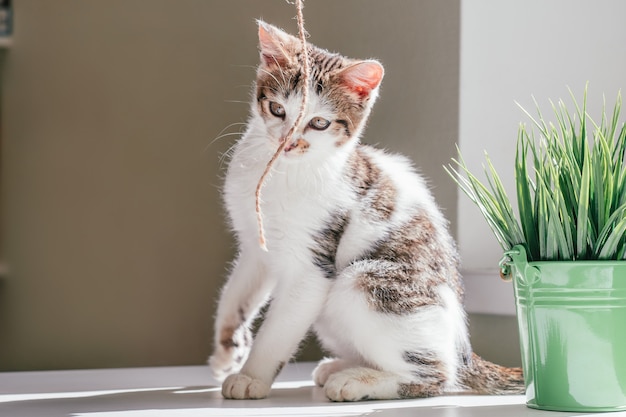 Gatto bianco con strisce grigie 3-4 mesi gioca con la corda di iuta, vicino alla finestra e alla pianta d'appartamento. Gattino giocherellone non di razza