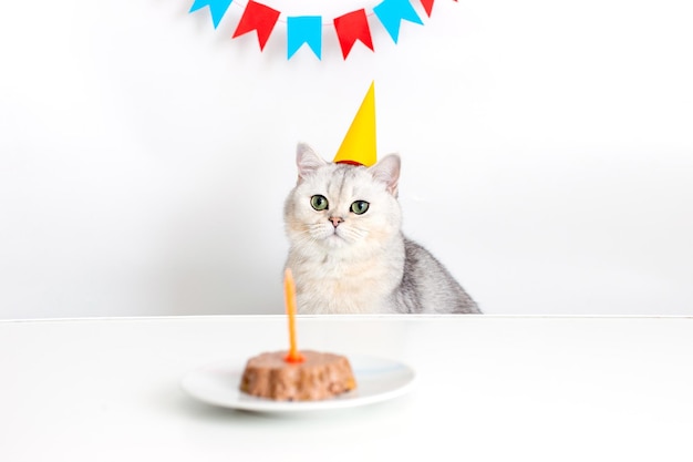 Gatto bianco con un berretto di carta giallo seduto a un tavolo con una torta di gatto in scatola