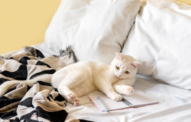 Gatto bianco dello shorthair che gioca su un letto