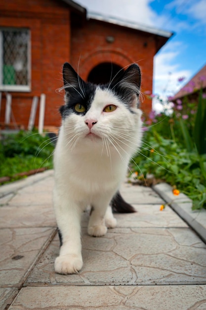 Gatto bianco di campagna con macchie nere. Avvicinamento.