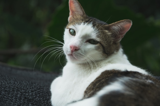 Gatto bianco e capelli corti che si trova e guardando con copia spazio per inserire il testo.