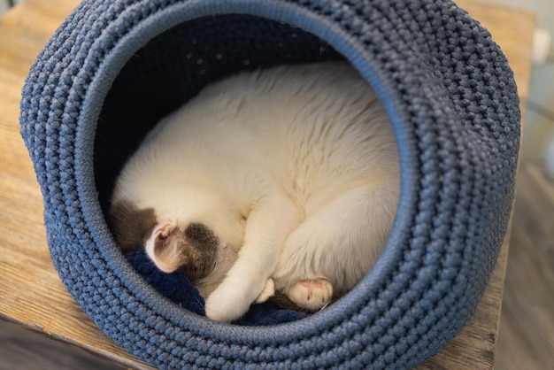 Gatto bianco e grigio nella casa del gatto sul pavimento che guarda a destra