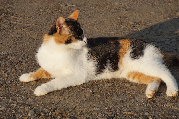 Gatto bianco e marrone adagiato su un terreno