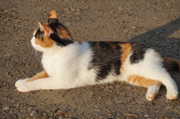 Gatto bianco e marrone adagiato su un terreno