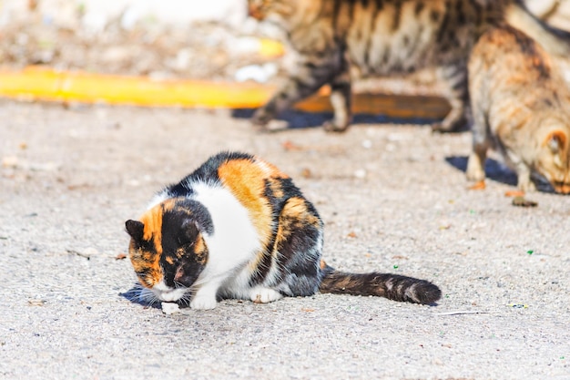 Gatto bianco e nero arancione