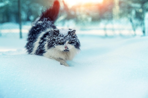 Gatto bianco e nero che cammina nella neve in una bufera di neve