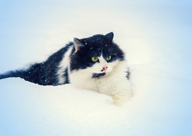 Gatto bianco e nero che cammina nella neve