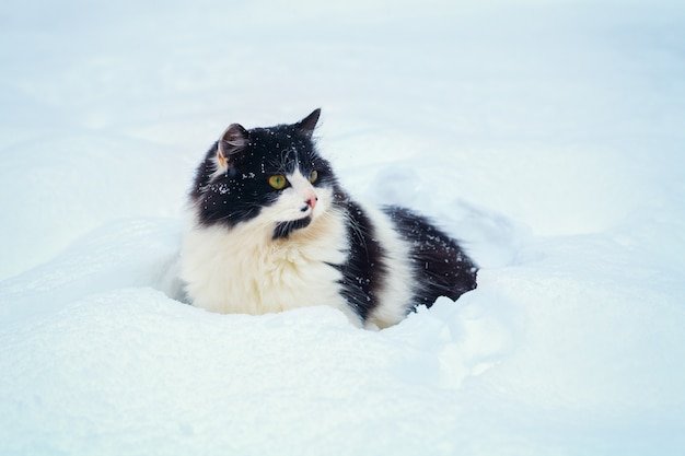 Gatto bianco e nero che cammina nella neve