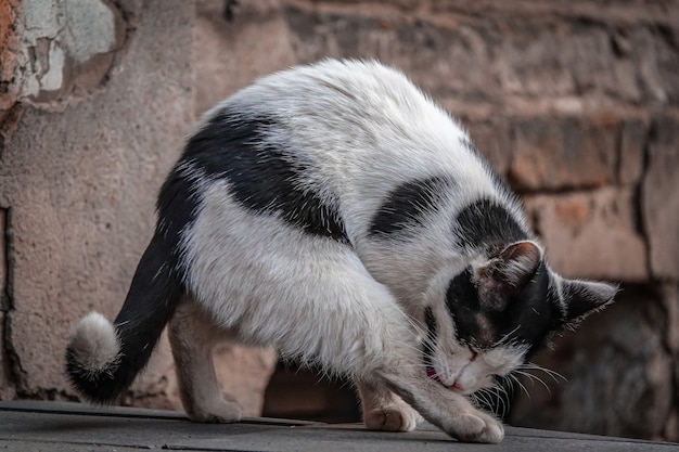 Gatto bianco e nero che lecca la sua zampa